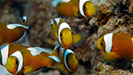 Saddleback Clownfish, Anilao