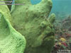Giant frogfish in the Lembeh Strait