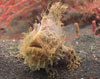 Hairy frogfish at Hairball in the Lembeh Strait