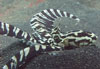 Mimic octopus in the Lembeh Strait