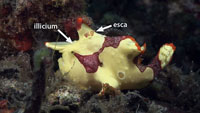 Warty frogfish from Mucky Secrets Lembeh Strait marine life DVD
