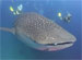 whale shark at Richelieu Rock