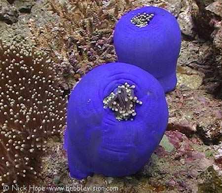 magnificent anemones (Heteractis magnifica)