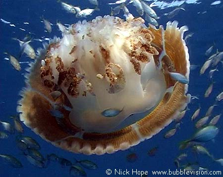 Versuriga anadyomene jellyfish 