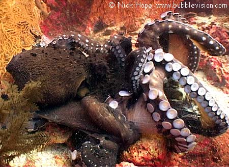 big blue octopus (Octopus cyanea) mating or fighting