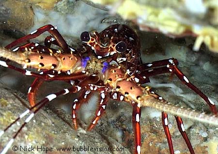 Longlegged spiny lobster (Panulirus longipes)
