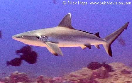 grey reef shark (Carcharhinus amblyrhynchos)