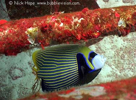emperor angelfish (Pomacanthus imperator)