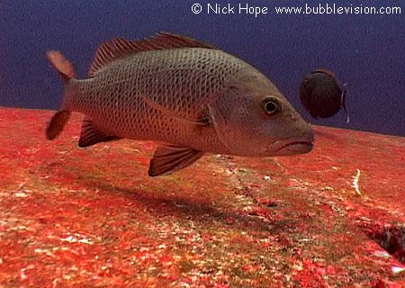 red snapper 921