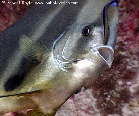 longfin batfish Platax teira at Koh Tachai