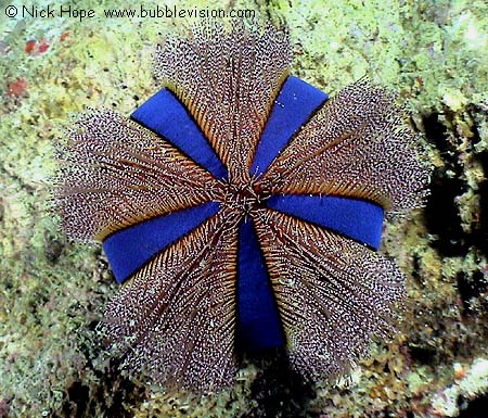 Blue tuxedo sea urchin Mespilia globulus