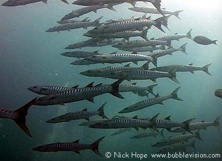 chevron barracuda (Sphyraena putnamae)