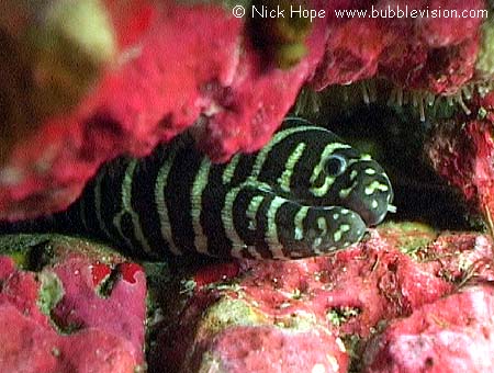zebra moray eel (Gymnomuraena zebra)