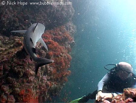 grey reef shark (Carcharhinus amblyrhynchos)