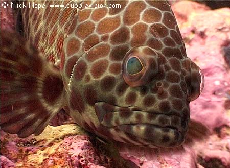 Longfin grouper (Epinephelus quoyanus)