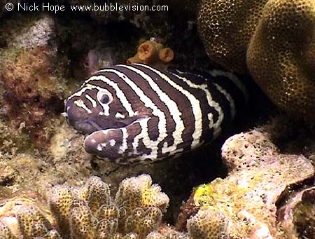 zebra moray eel (Gymnomuraena zebra)