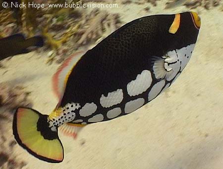 clown triggerfish (Balistoides conspicillum)