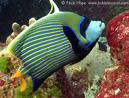 Emperor angelfish (Pomacanthus imperator)