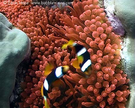 Red bulb tip anemone (Entacmaea quadricolor) and Clark's anemonefish (Amphiprion clarkii)